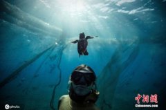 潜水员与海龟宝宝水中共舞 见证“龟生”第一步