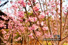 立春将至 广东佛山南丹山大片樱花绽放