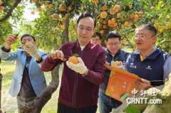 贵宾会888:中评关注：台北刮政治风　朱立伦悠哉采桶柑